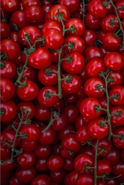 Muka Botanik 100 Adet Large Red Cherry Domates Tohumu ürün görseli