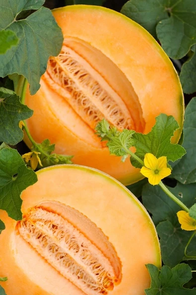 Muka Botanik Bal Turuncu Kavun Tohumu / 10+ Adet Tohum - 5