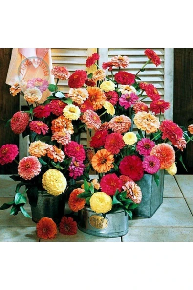 Muka Botanik 10 Adet Karışık Renkli Zinnia Çiçeği Tohumu - Resim 3