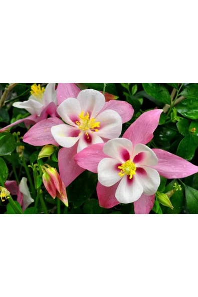 Muka Botanik 30 Adet Columbine Aquilegia Vulgaris Tohumu - Resim 4