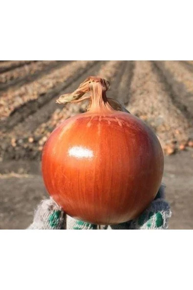 Muka Botanik 100 Adet Natural Soğan Tohumu - Resim 2