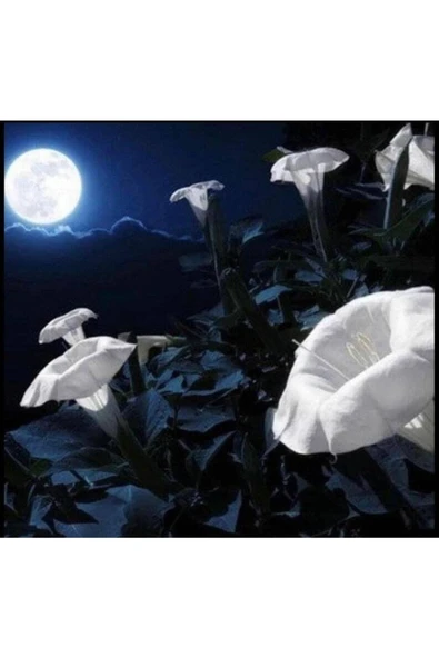 Muka Botanik 5 Adet Sacred Fragrant Moon Tohumu - Resim 4