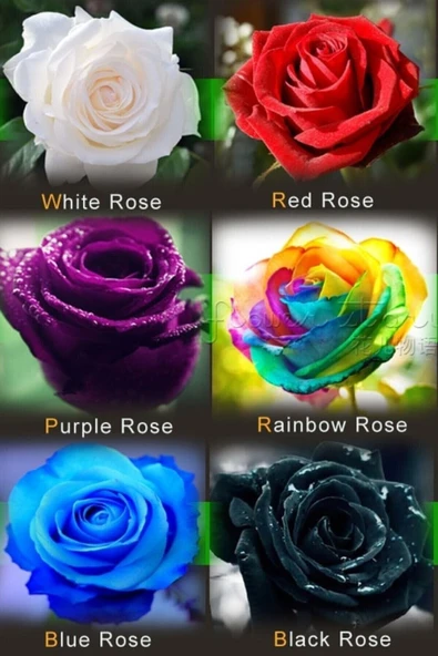 Muka Botanik Karışık Özel Renk Gül Tohum 10 Adet ürün görseli