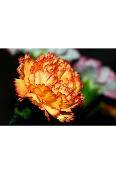 Muka Botanik 20 Adet Orange Carnatıon Tohumu ürün görseli