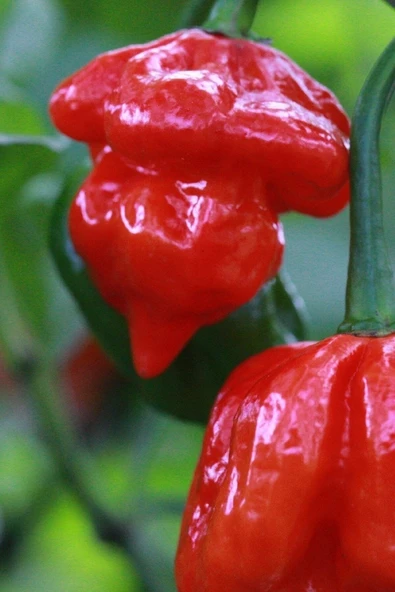 Muka Botanik Dünyanın En Acısı Trinidad Scorpion Biber Tohumu / 10+ Adet Tohum - Resim 2