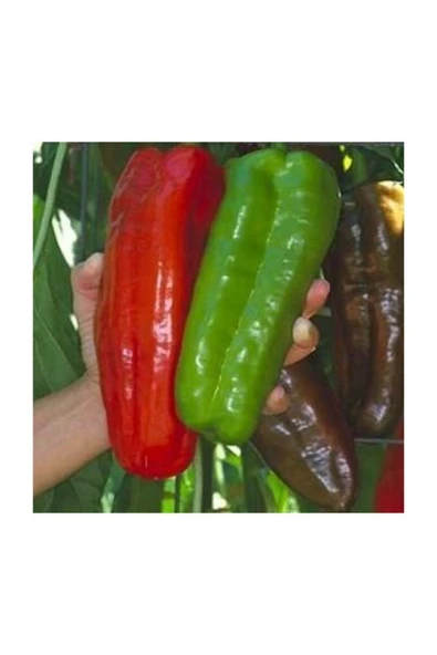 Muka Botanik Tatlı Iri Marconi Biber Tohumu 30 Adet Tohum - Resim 2