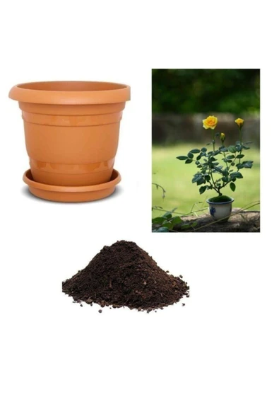 Muka Botanik Sarı Gül Bonzai Ağacı Tohumu Ekim Seti ürün görseli