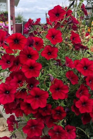 Muka Botanik Kırmızı Petunya Çiçeği / 20 Adet Petunya Tohumu - Resim 2