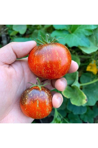Muka Botanik 20 Adet Cosmos Domates Tohumu ürün görseli