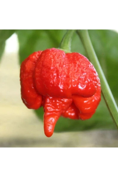 Muka Botanik 20 Adet Moruqa Akrebi Biber Tohumu ürün görseli