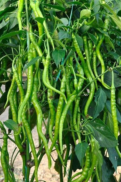 Muka Botanik Sivri Acı Kıl Biber Tohumu / 5+ Adet Biber Tohumu ürün görseli