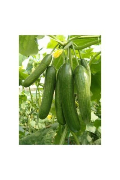 Muka Botanik Sırık Salatalık Tohumu Ekim Seti - Resim 4