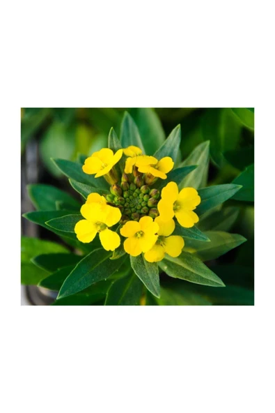 Muka Botanik Sarı Şebboy Çiçeği Tohumu 5 Adet Tohum Çiçek Tohumu - Resim 2