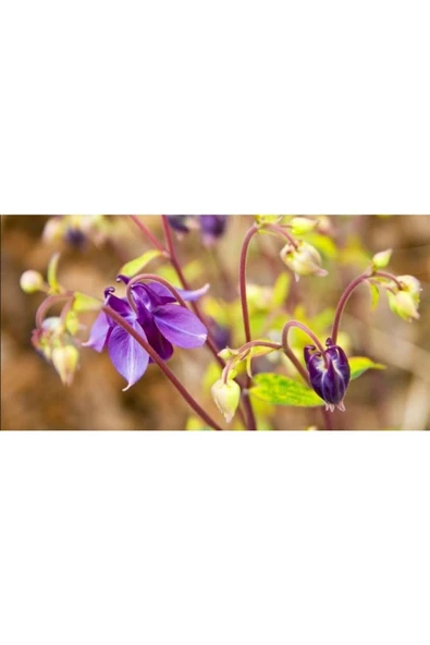 Muka Botanik 10 Adet Rare Variegated Columbine Tohumu - Resim 2