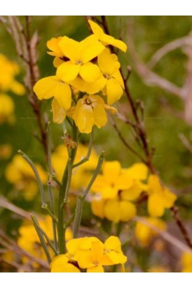 Muka Botanik Sarı Şebboy Çiçeği Tohumu Ekim Seti - Resim 4
