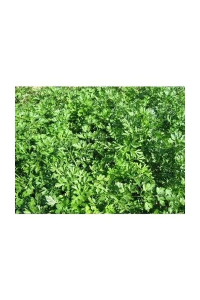 Muka Botanik Maydonoz Tohumu 1000+ Tohum ürün görseli