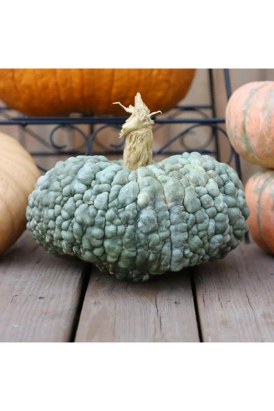 Muka Botanik 5 Adet Chioggia Bal Kabağı Tohumu