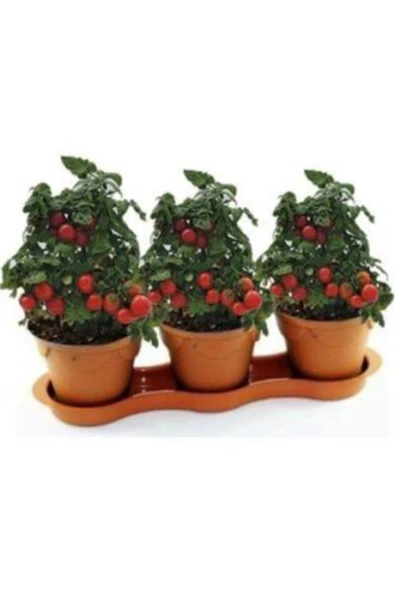 Muka Botanik Cherry Saksılık Domates Tohumu Ekim Seti - Resim 2