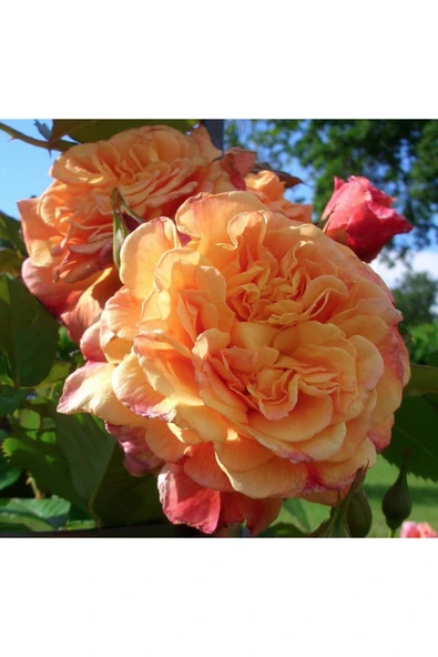 Muka Botanik 5 Adet Turuncu Aloha Gül Tohumu - Resim 2