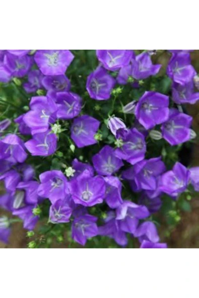 Muka Botanik Mor Campanula Çiçeği Tohumu Ekim Seti - Resim 3