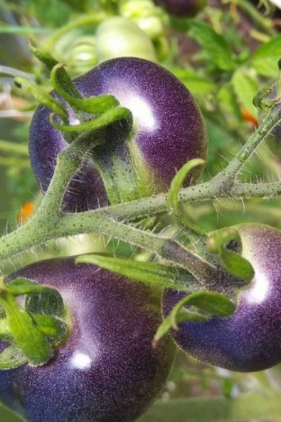 Muka Botanik Mor Domates Tohumu 20 Adet - Resim 3