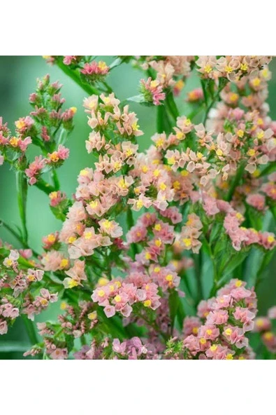 Muka Botanik 10 Adet Apricot Limonium Sinuatum Tohumu - Resim 3