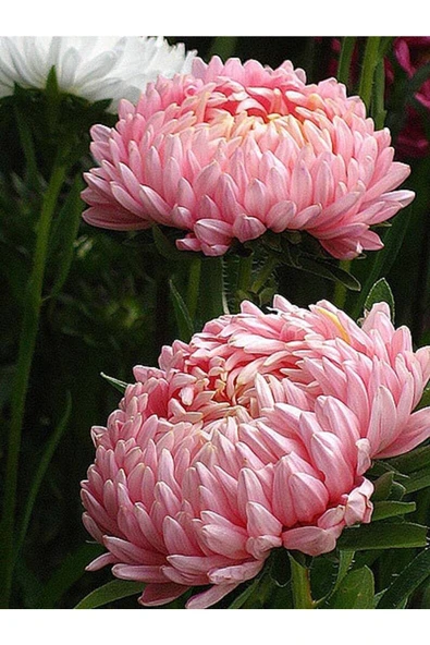 Muka Botanik 10 Adet Aster Yanina Tohumu - Resim 4