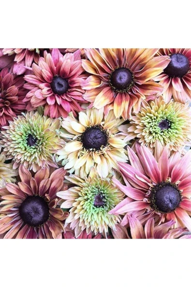 Muka Botanik 10 Adet Sahara Rubeckia Mix Tohumu ürün görseli