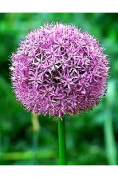 Muka Botanik 20 Adet Purple Gıant Allıum Tohumu ürün görseli