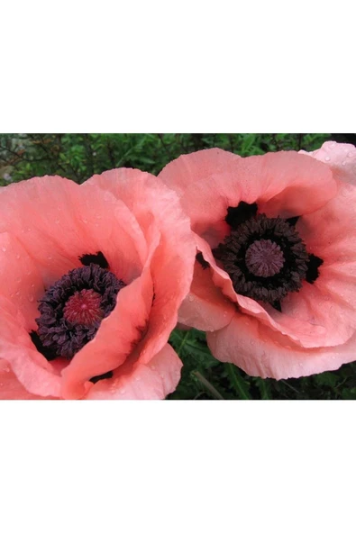 Muka Botanik 5 Adet Princess Victoria Louise Orıental Poppy Tohumu ürün görseli