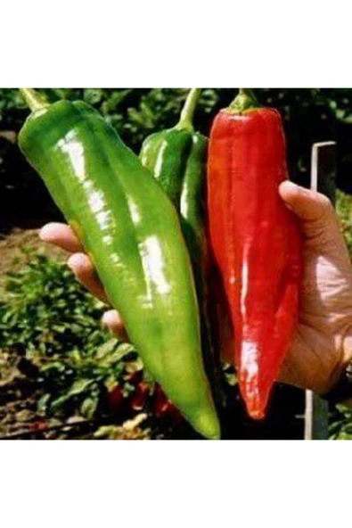 Muka Botanik Nadir Tatlı Biber Iri Cins Giand Marconi Biber Tohumu Ekim Seti 10 Tohum Saksı Toprak Kombin - Resim 2