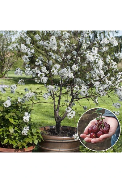 Muka Botanik 10 Adet Cüce Kiraz Ağacı Tohumu ürün görseli