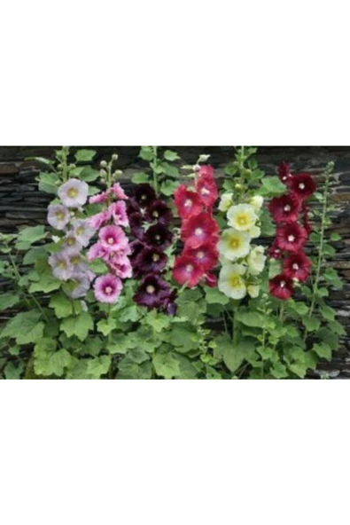 Muka Botanik 4 Farklı Renk Hatmi Çiçeği Tohumu Ekim Seti - Resim 2