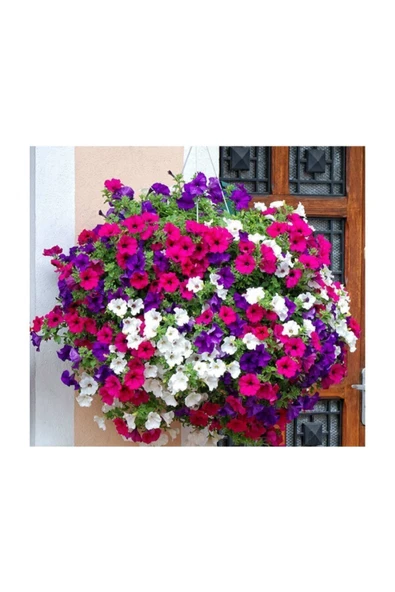 Muka Botanik Karışık Petunya Çiçeği Tohumu 25 Adet ürün görseli