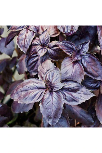 Muka Botanik Mis Kokulu Mor Reyhan Tohumu Ekim Seti 50 Tohum Fesleğen Saksı Toprak Kombin - Resim 4