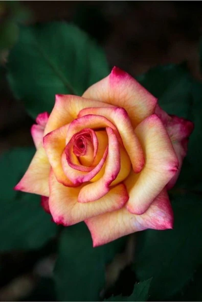 Muka Botanik 10 Adet Özel Renkli Ithal Gül Çiçeği Tohumu ürün görseli