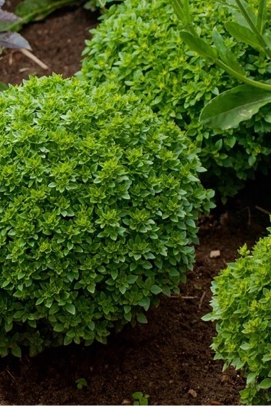 Muka Botanik Kalıcı Kokulu Fesleğen Tohumu / 20 Adet Tohum - Resim 5