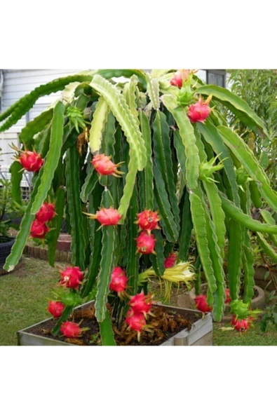 Muka Botanik Tropikal Saksılık Pitaya Tohumu Ekim Seti - Resim 4