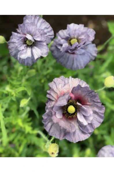 Muka Botanik 10 Adet Amazing Grey Poppy Tohumu - Resim 6