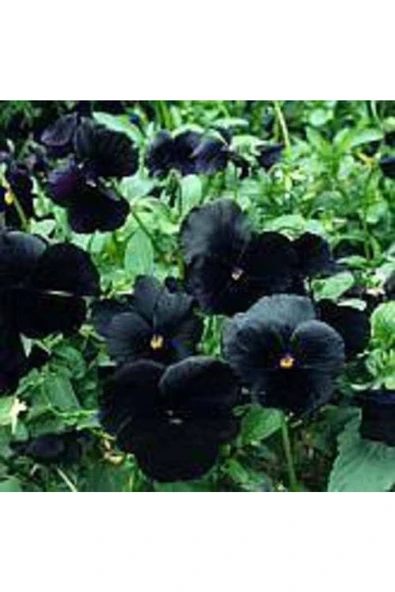 Muka Botanik 10 Adet Black Pansy Tohumu - Resim 5
