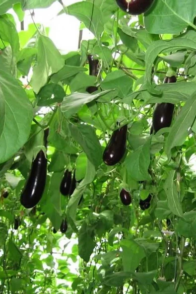 Muka Botanik Ithal Çin Patlıcan Ağacı Tohumu / 10+ Adet Tohum - Resim 3