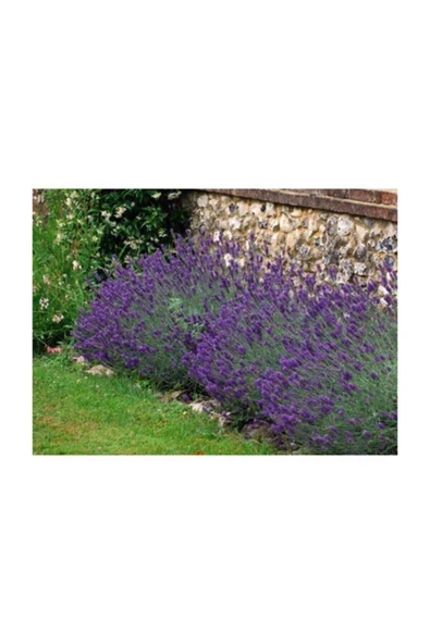 Muka Botanik Lavanta Çiçeği Tohumu 10 Adet Tohum ürün görseli