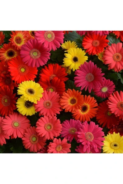Muka Botanik Karışık Renkli Gerbera Çiçeği Tohumu - Resim 5