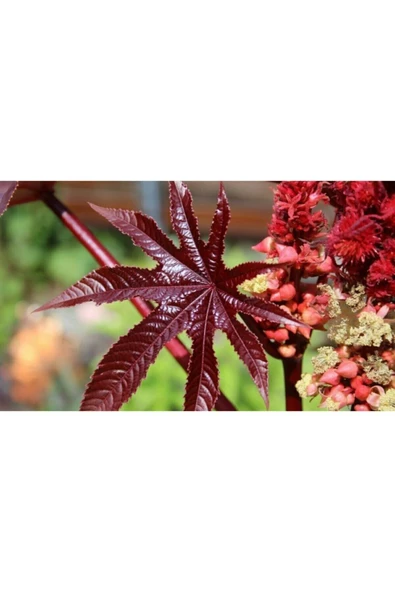 Muka Botanik 5 Adet Kene Çiçeği Tohumu - 2