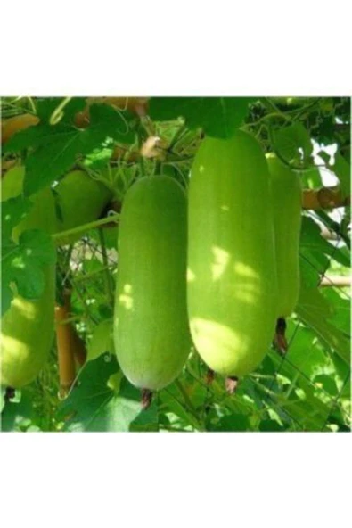 Muka Botanik Nadir Çin Kavunu Tohumu Ekim Seti - Resim 4
