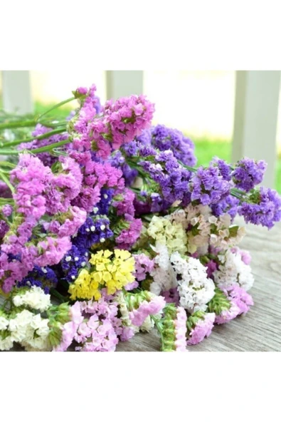 Muka Botanik 10 Adet Deniz Lavantası Çiçek Tohumu ürün görseli