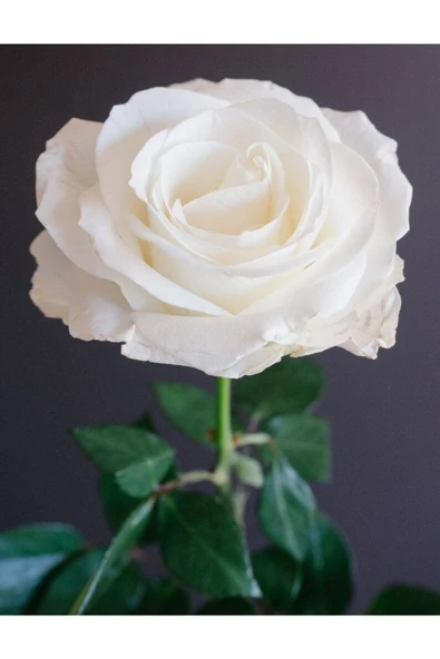 Muka Botanik 5 Adet White Rose Gül Tohumu ürün görseli