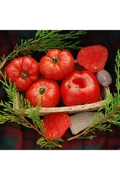 Muka Botanik 20 Adet Henderson's Winsall Domates Tohumu ürün görseli