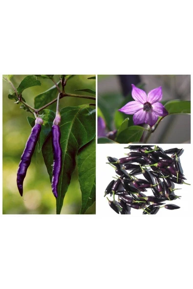 Muka Botanik 20 Adet Organic Purple Cayenne Biber Tohumu ürün görseli