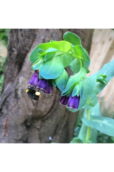 Muka Botanik 10 Adet Cerinthe Major, Pride Of Gibraltar, Honeywort Tohumu - Resim 2